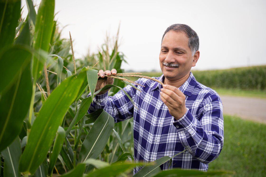 K-State researcher examines a stalk of wheat