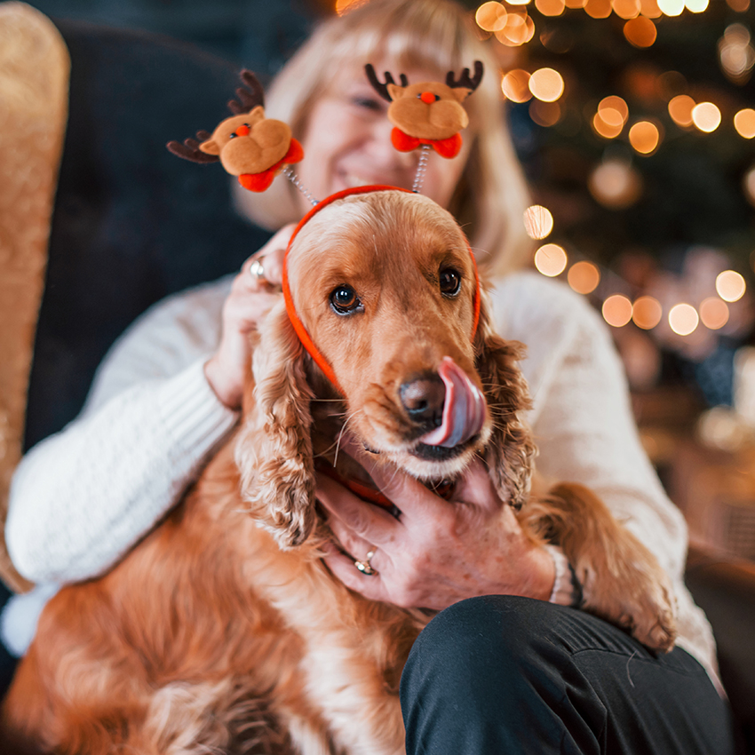 A brown dog licks its nose and wears a headband with two reindeer on springs. The dog is sitting on a woman's lap, and the woman and background holiday lights are blurred.