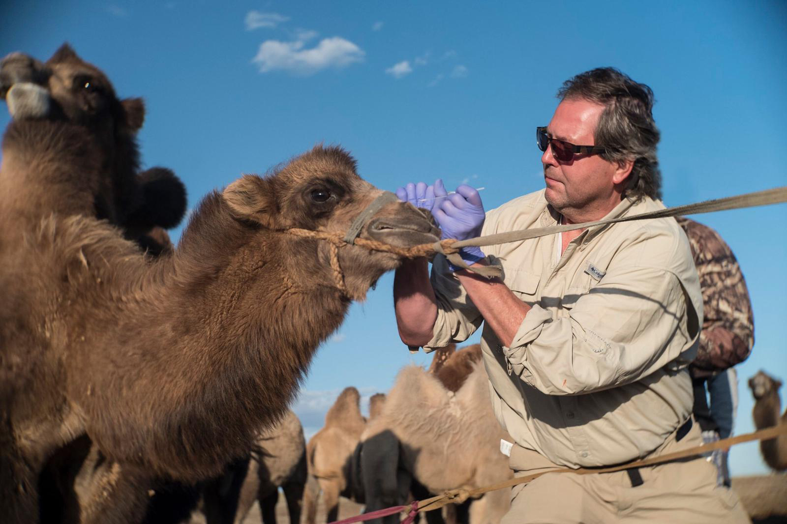 A researcher in khaki clothes wears purple gloves while he swabs a camel's nose outdoors.