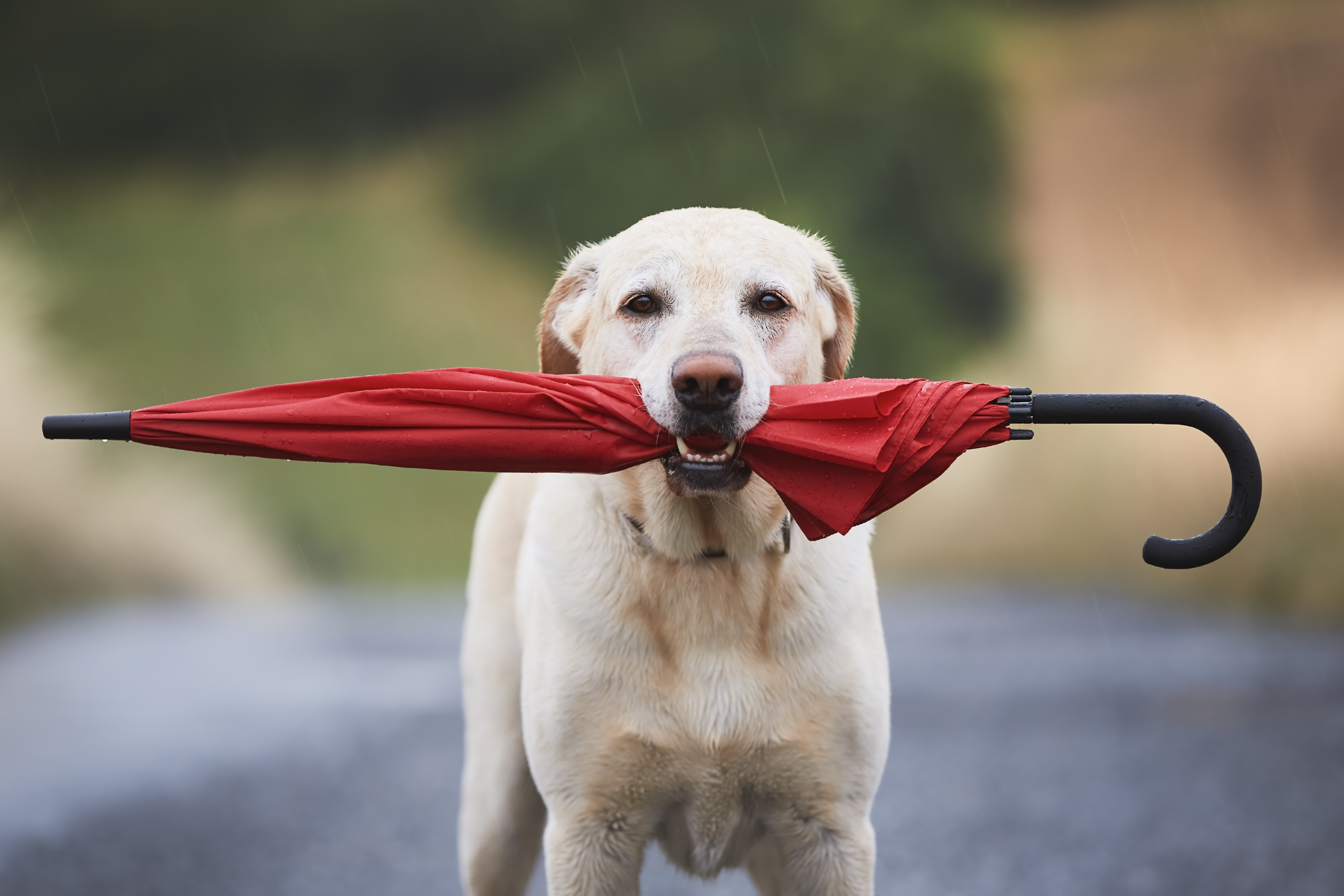 A yellow lab stands outside in the rain with a red umbrella in its mouth.
