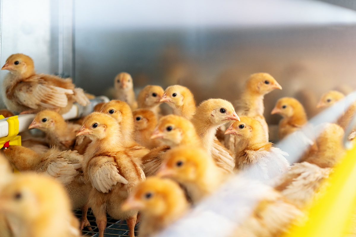 Several yellow chicks peer over the side of a container of straw.