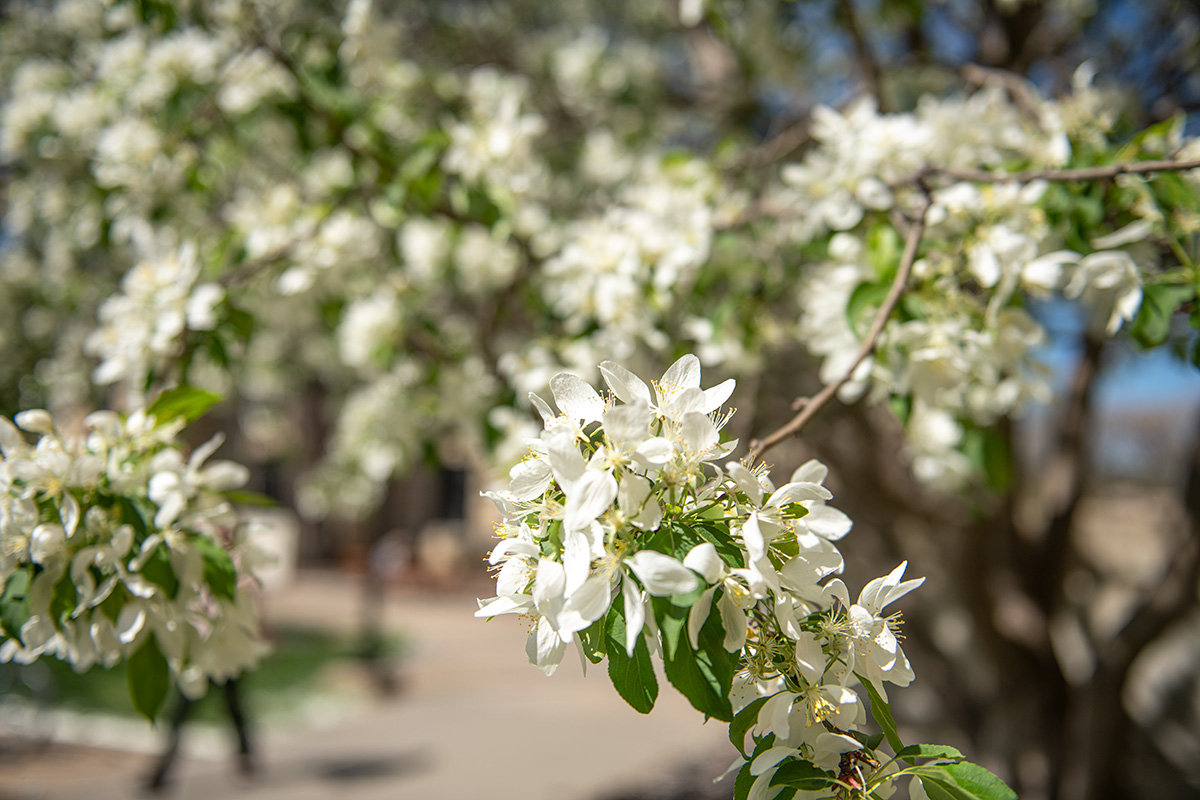 Close-up of white spring blossoms on a tree branch in focus, with a blurry campus walkway and a person walking in the background.