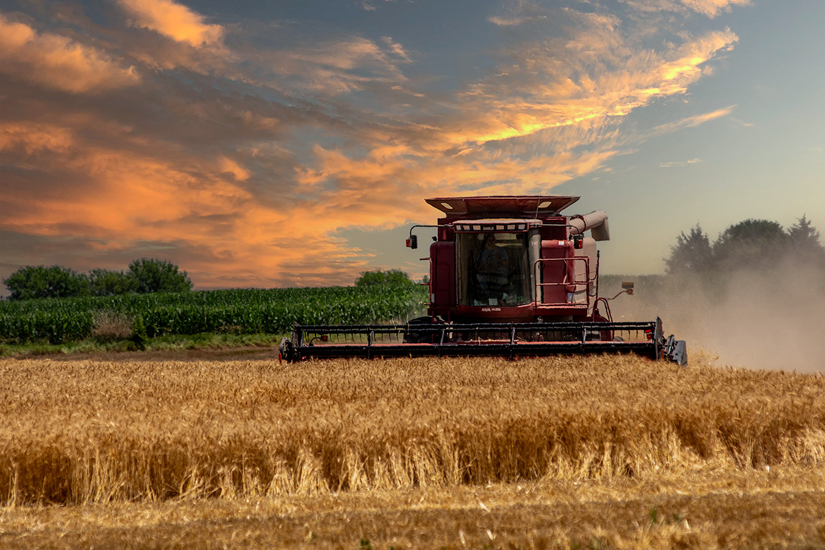A red combine is harvesting wheat in a field below a blue sky filled with clouds during golden hour, making the clouds look orange and yellow with light. Behind the combine is another field of green crops with a few trees.
