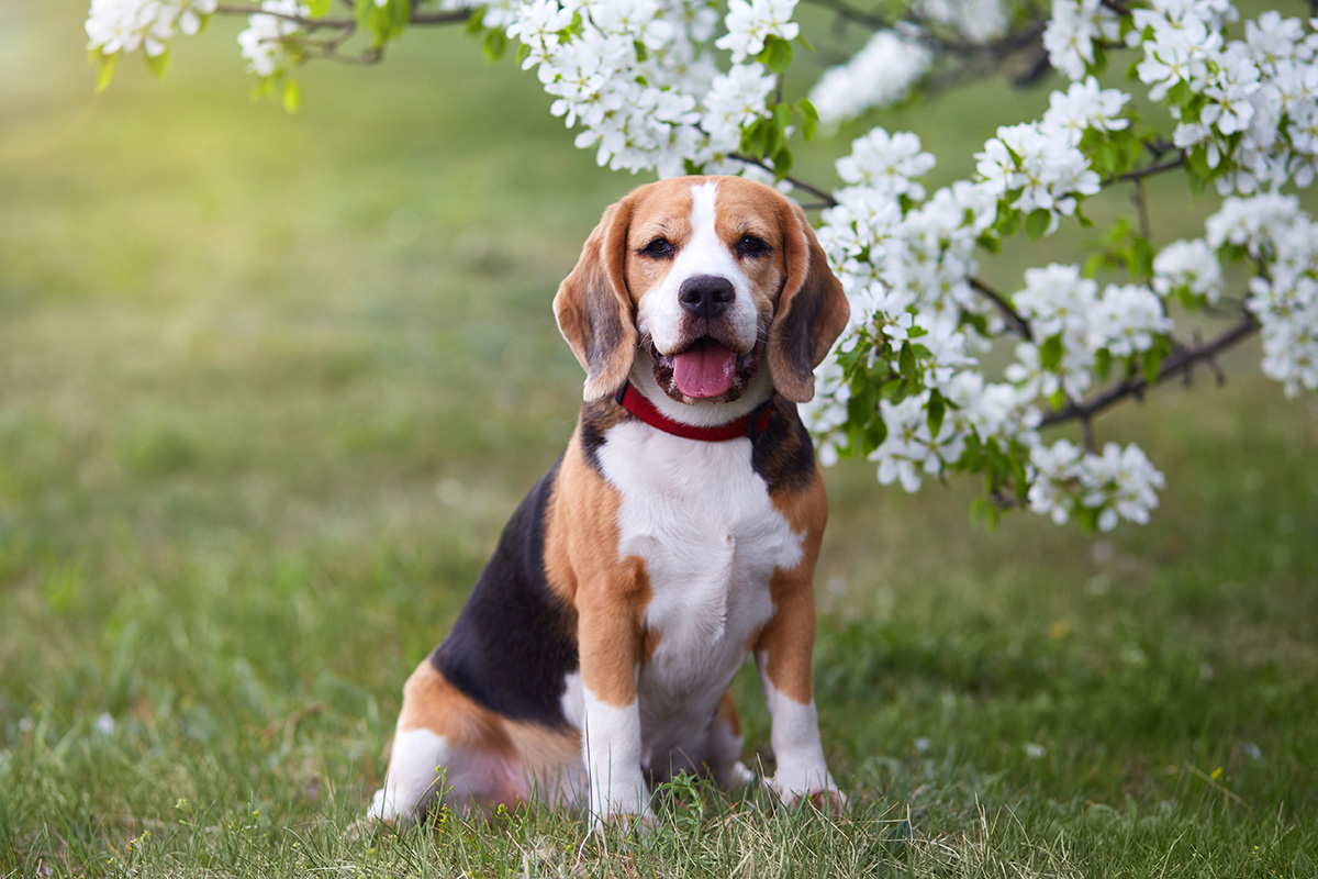 A beagle wearing a red collar sits in the grass in front of a tree with white flowers.