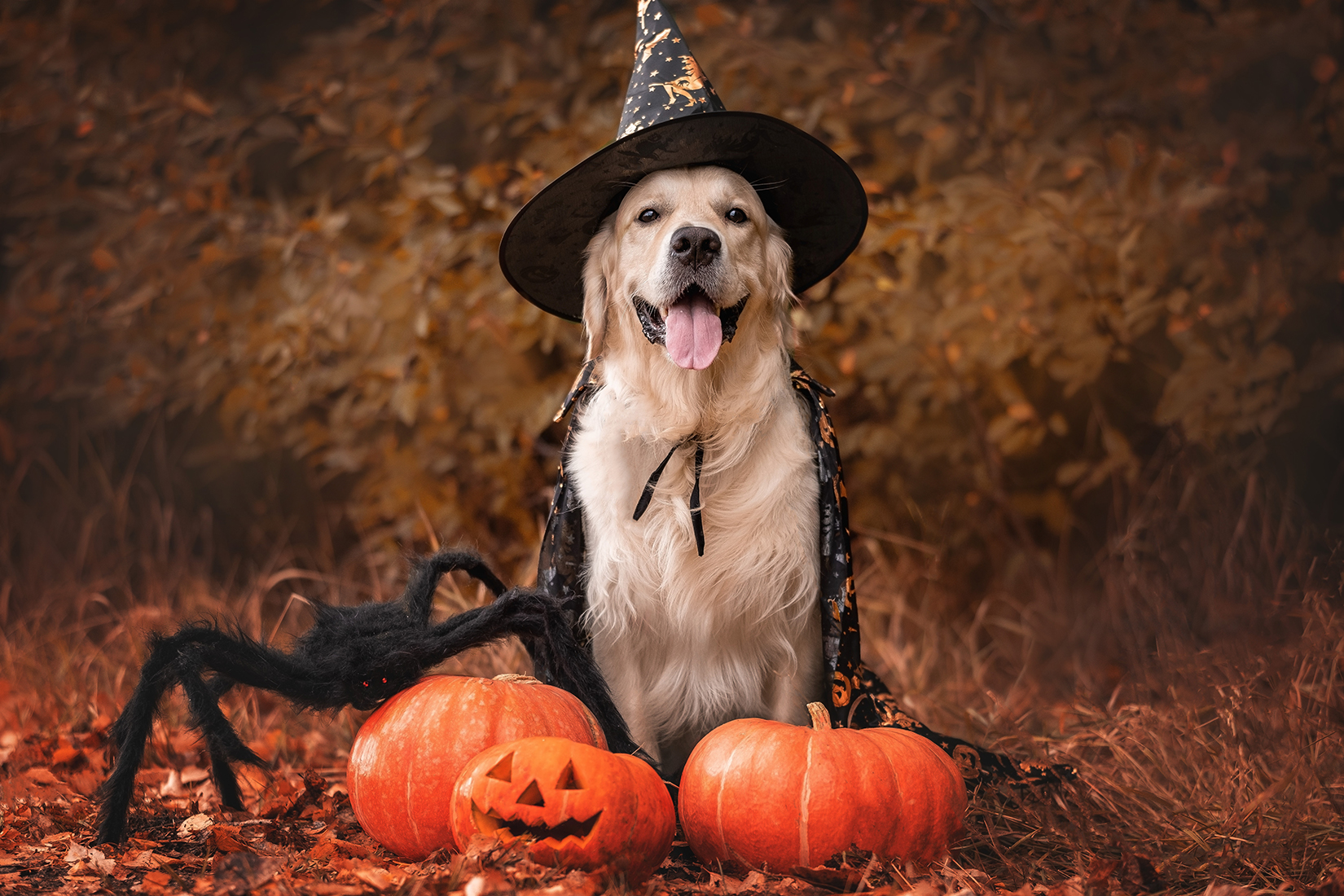 A golden retriever wearing a witch's hat is pictured outside with Halloween pumpkins and a fake spider.