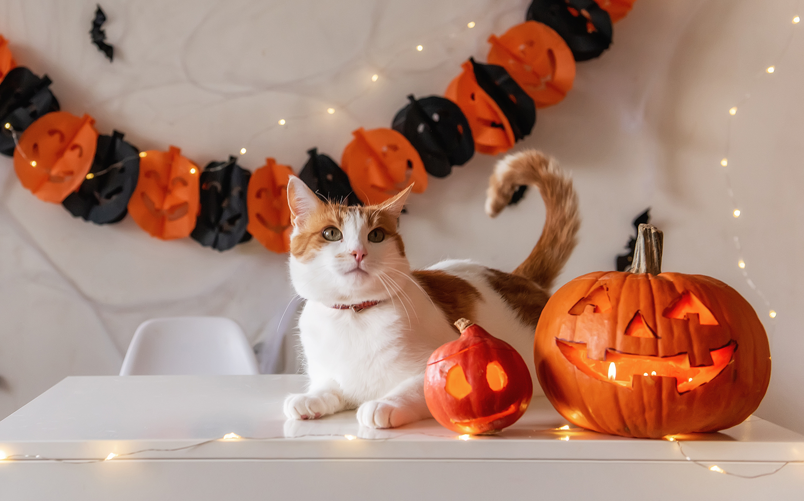 An orange and white cat sits on a white table with two carved pumpkins with Halloween décor behind it.