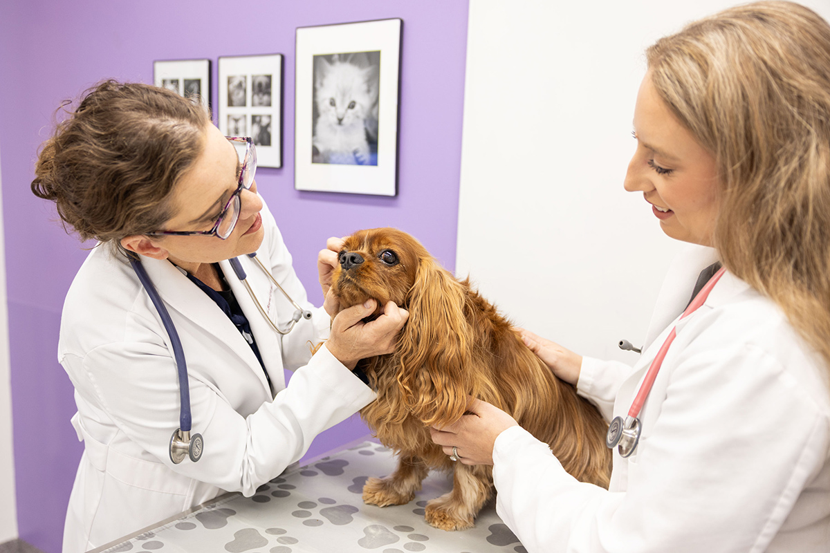 A brown dog stands on a pet exam table with two veterinarians examining it with a purple wall in the background.