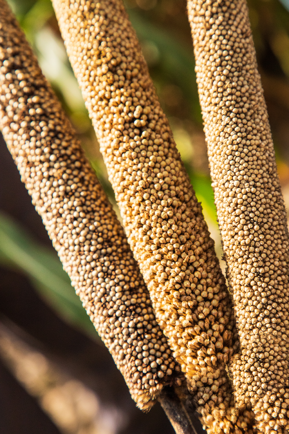 A close-up view of three long, cylindrical pieces of millet, a cereal crop