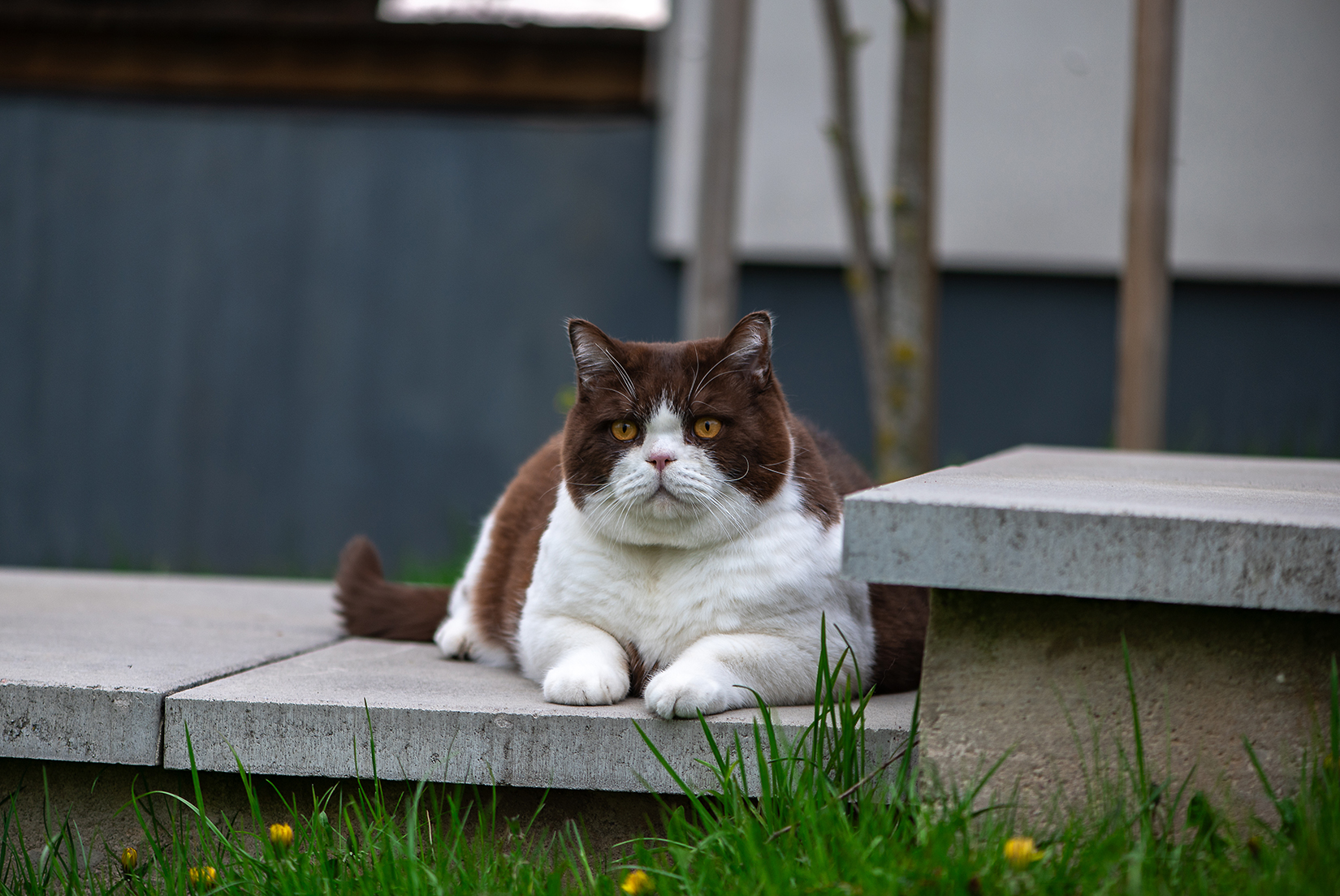A large brown and white cat sits on concrete steps with some grass and a few flowers in front of it.