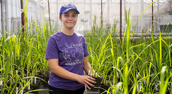A student in a purple t-shirt and baseball cap stands in among several rows of tallgrass plants in a greenhouse.